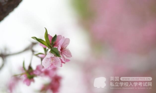 UKiset考试口语提分靠这5个固定表达