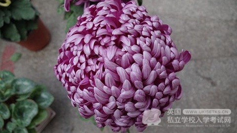 分享UKiset阅读考试应对策略！