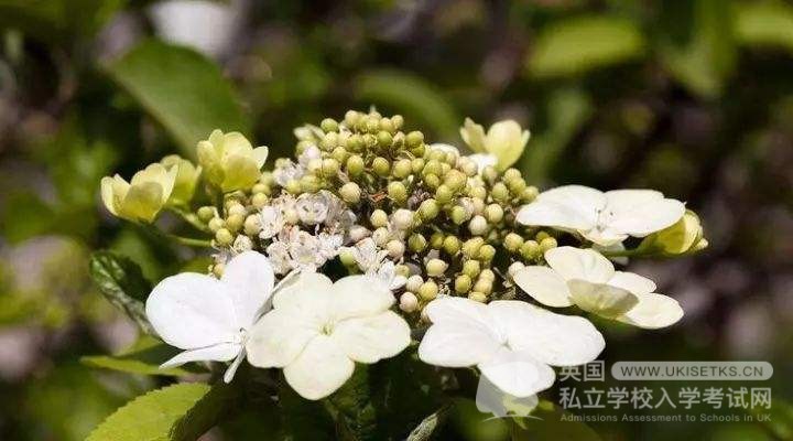 Ukiset听力考试如何备考才能取得高分