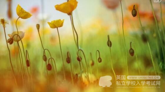Ukiset语法考试备考：倒装知识点讲解