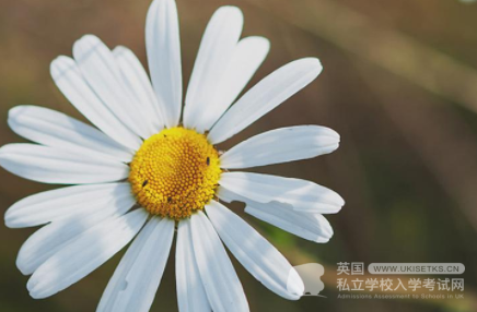 关于Ukiset阅读考试备考技巧分享（上）