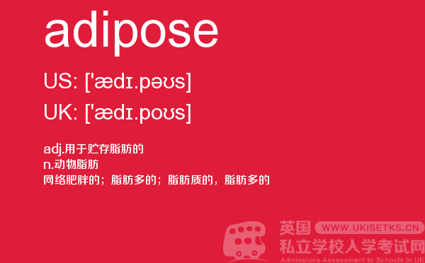 【adipose】 - UKiset备考词汇