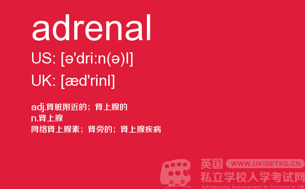 【adrenal】 - UKiset备考词汇