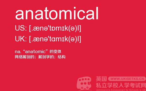 【anatomical】 - UKiset备考词汇