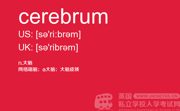 【cerebrum】 - UKiset备考词汇