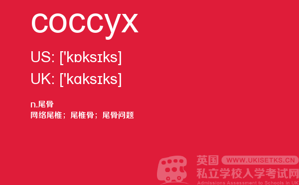 【coccyx】 - UKiset备考词汇